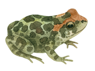 Toad